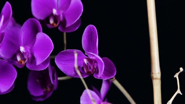 Ringkasan gambar anggrek ungu yang paling indah