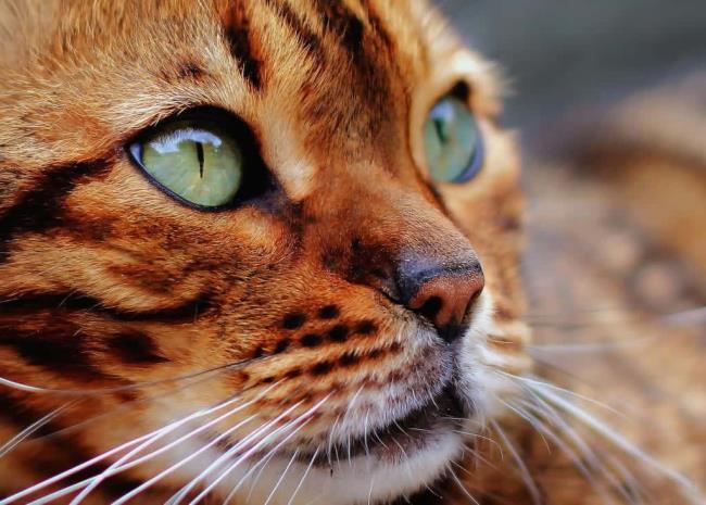 Kolekcja najpiękniejszych kotów bengalskich