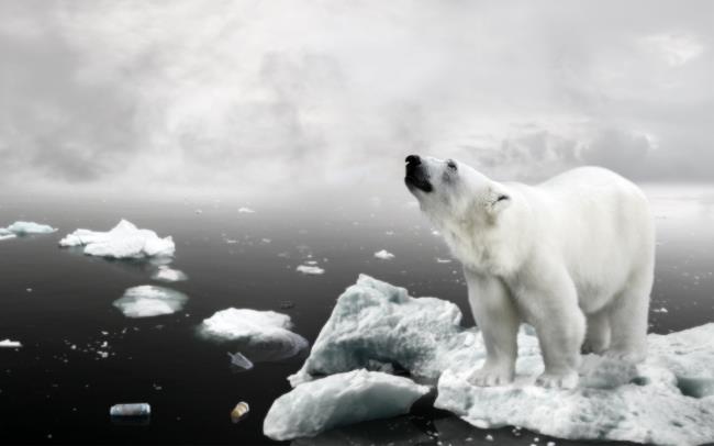 تجذب صور الدببة القطبية الجميلة الناس للنظر