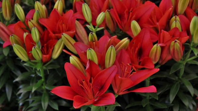 Pictures beautiful red lilies