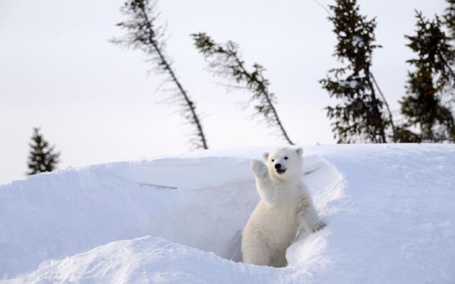 Les meilleures photos de beaux ours polaires attirent les gens à regarder