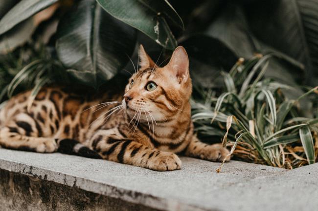 Collection of the most beautiful Bengal cats