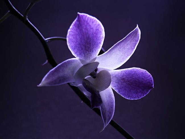 Ringkasan gambar orkid ungu yang paling indah
