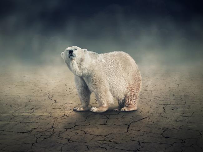Gambar atas beruang kutub yang indah menarik perhatian orang