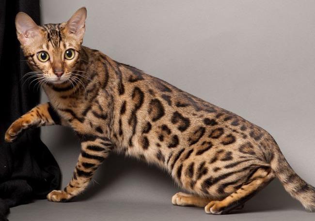 Colecția celor mai frumoase pisici din Bengal
