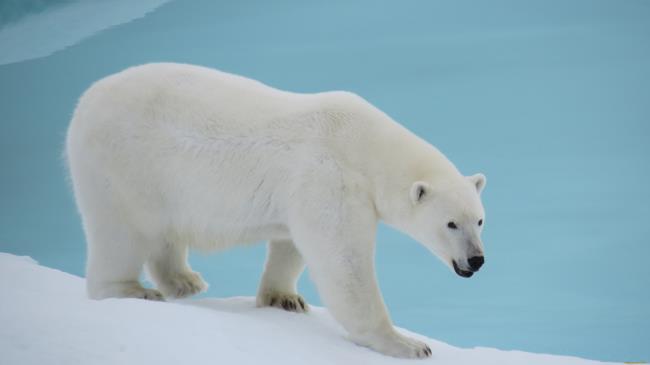 Gambar-gambar top dari beruang kutub yang indah menarik orang untuk melihatnya
