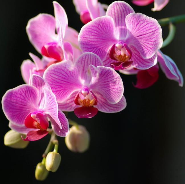 Rezumatul celor mai frumoase imagini de orhidee violet