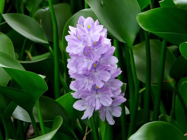 Combining images of the most beautiful hyacinth flowers