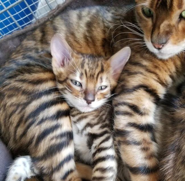 En güzel Bengal kedileri topluluğu