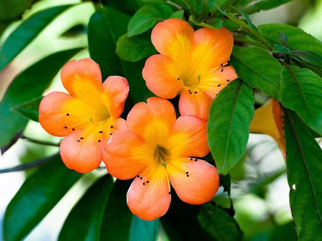 Gambar bunga lili oranye yang indah 