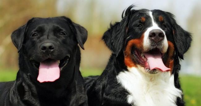 Colecție de cele mai frumoase imagini cu câini de munte berneseni