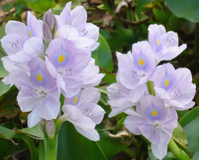 Combiner des images des plus belles fleurs de jacinthe