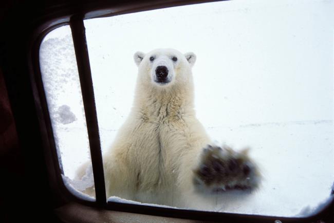 Лучшие фотографии красивых белых медведей привлекают людей, чтобы посмотреть на