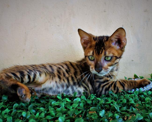 Collection des plus beaux chats du Bengale
