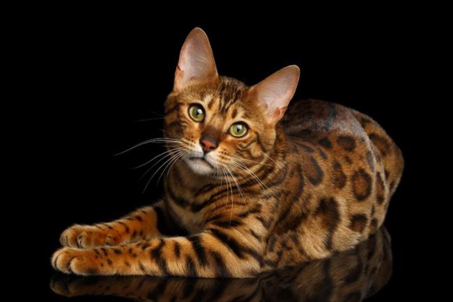 Koleksi kucing Bengal yang paling indah