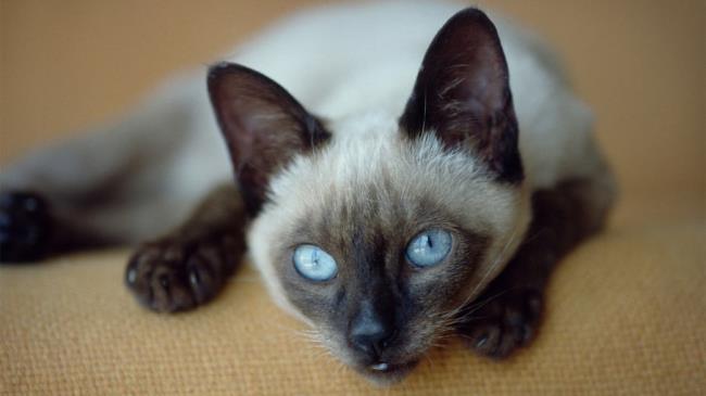 सबसे सुंदर स्याम देश की बिल्लियों का संग्रह