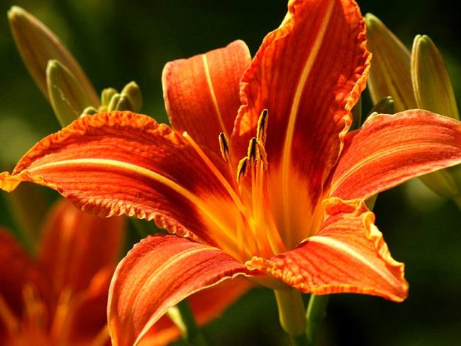 Beautiful orange lilies images 