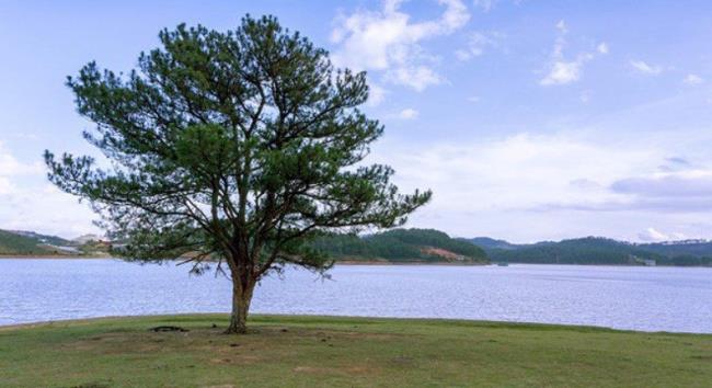 Résumé des plus beaux pins de Dalat