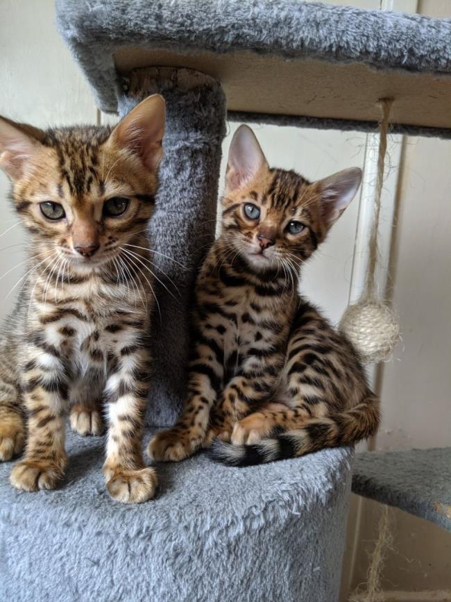 Colecția celor mai frumoase pisici din Bengal