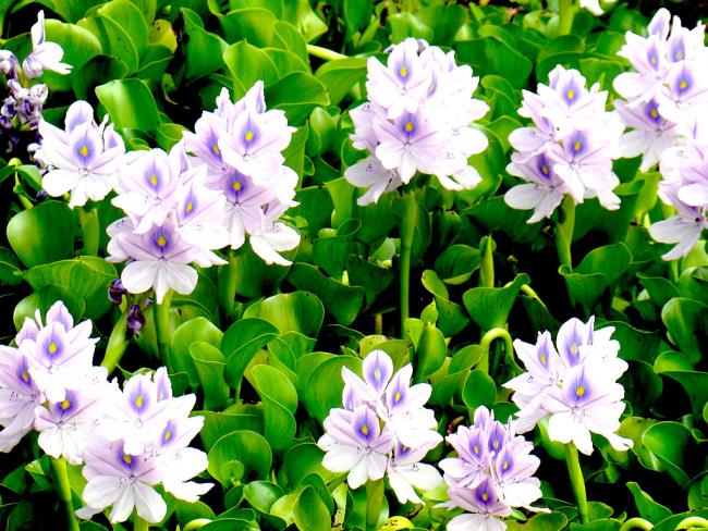Combinando imágenes de las flores de jacinto más bellas