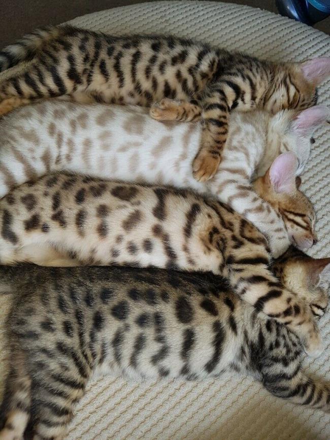 Коллекция самых красивых бенгальских кошек