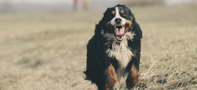Colección de las imágenes más hermosas del perro de montaña bernés