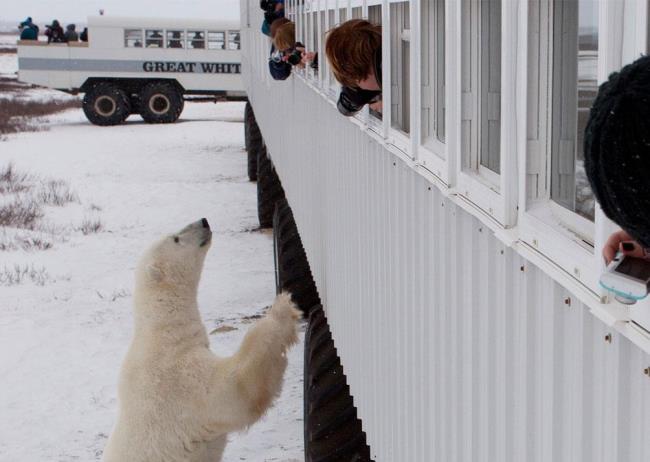 تجذب صور الدببة القطبية الجميلة الناس للنظر