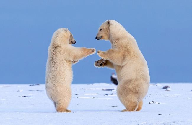 सुंदर ध्रुवीय भालू की शीर्ष तस्वीरें लोगों को देखने के लिए आकर्षित करती हैं