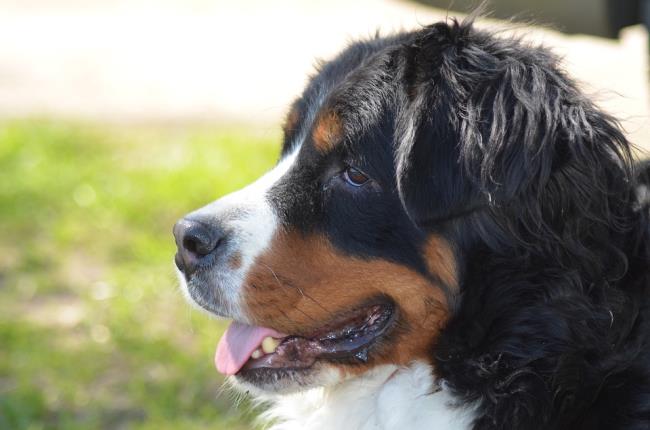 Colecție de cele mai frumoase imagini cu câini de munte berneseni