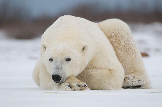 Les meilleures photos de beaux ours polaires attirent les gens à regarder