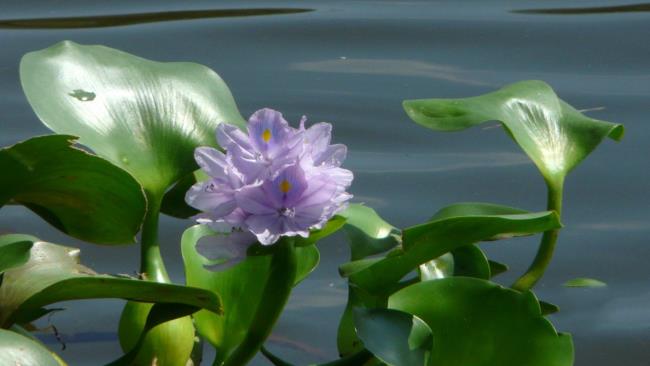 Combiner des images des plus belles fleurs de jacinthe