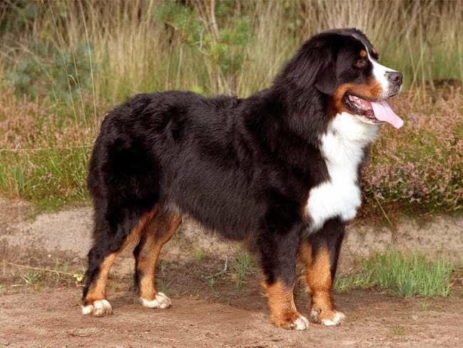 Colección de las imágenes más hermosas del perro de montaña bernés