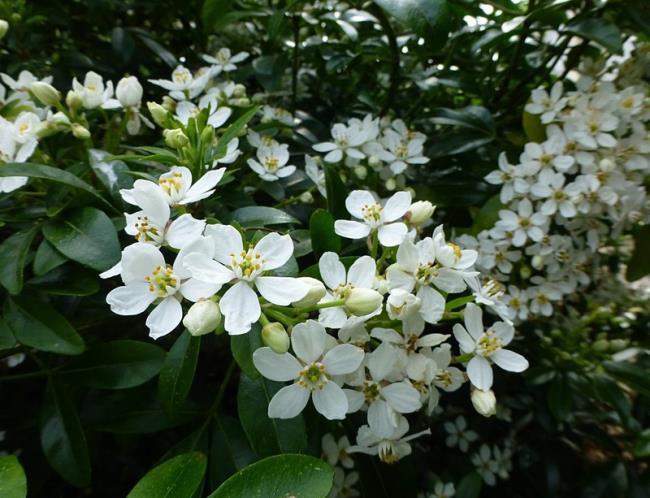 Beautiful pictures of jasmine