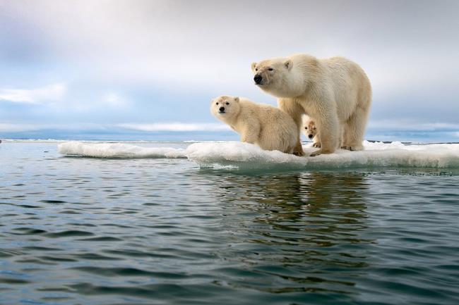 Gambar atas beruang kutub yang indah menarik perhatian orang