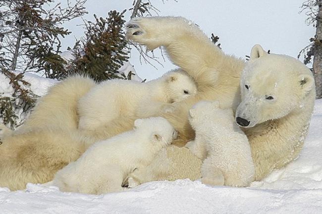 Top-Bilder von wunderschönen Eisbären ziehen Menschen zum Anschauen an