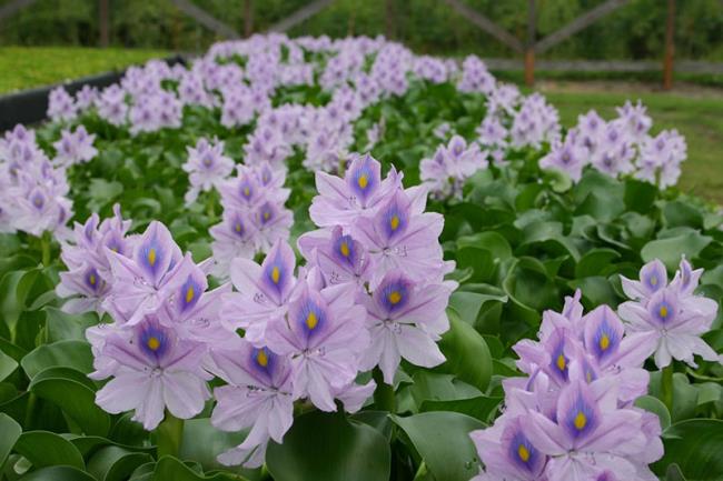 Afbeeldingen combineren van de mooiste hyacintbloemen