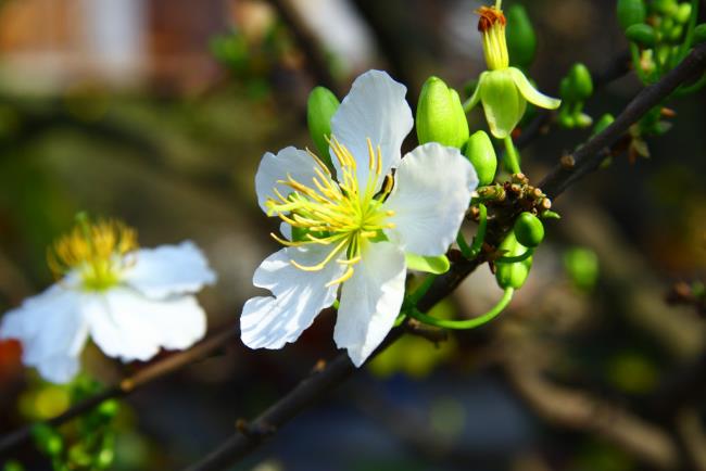 Résumé des plus belles fleurs d'abricot blanc