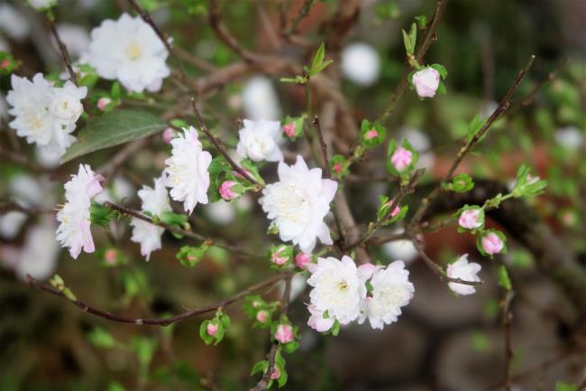 Zusammenfassung der schönsten weißen Aprikosenblüten