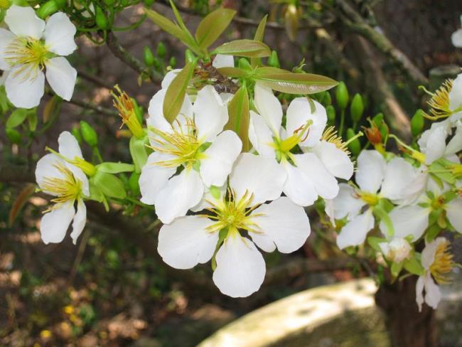 خلاصه ای از زیباترین گلهای زردآلو سفید