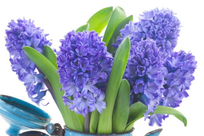 Combining images of the most beautiful hyacinth flowers