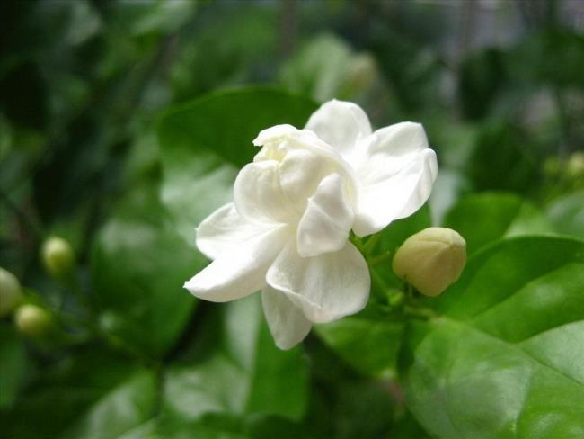 Beautiful pictures of jasmine