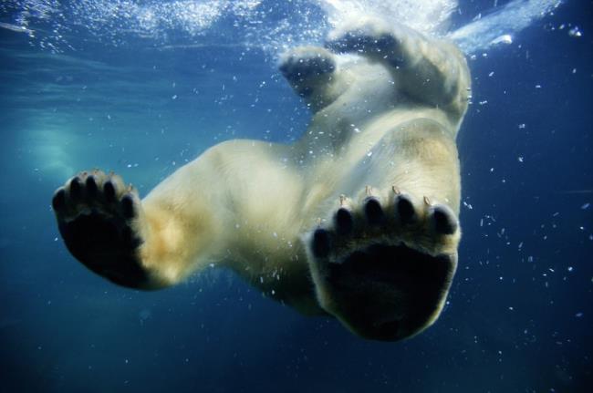 Güzel kutup ayılarının en iyi resimleri insanları bakmak için çekiyor