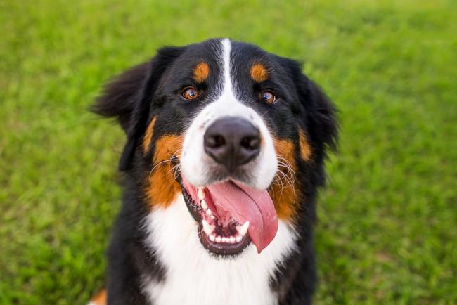 Collection of the most beautiful Bernese mountain dog images