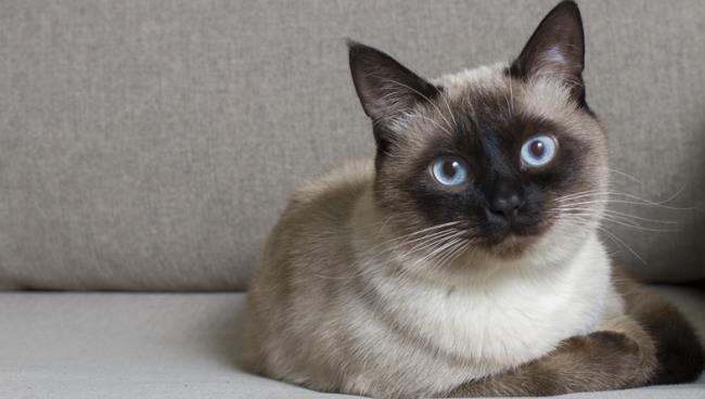Коллекция самых красивых сиамских кошек