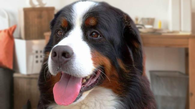 Collection of the most beautiful Bernese mountain dog images