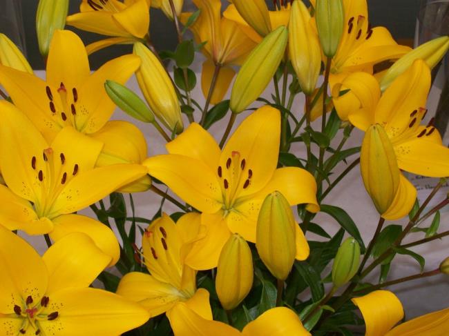 Beautiful yellow lilies images