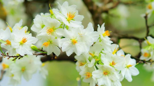 가장 아름다운 하얀 살구 꽃 요약