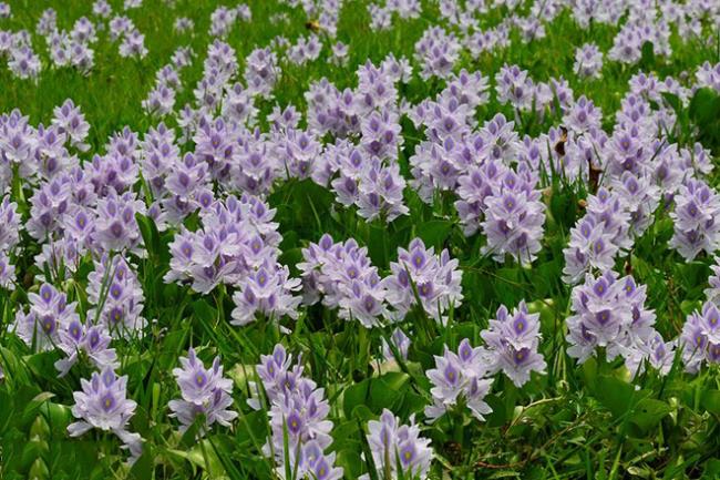 Afbeeldingen combineren van de mooiste hyacintbloemen