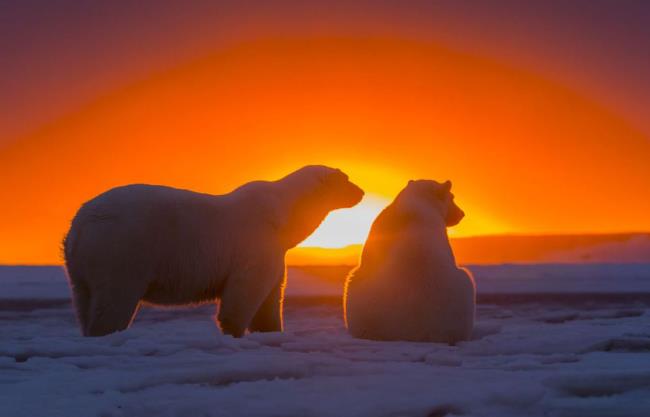 Topfoto's van prachtige ijsberen trekken mensen aan om naar te kijken