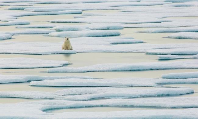 Topfoto's van prachtige ijsberen trekken mensen aan om naar te kijken